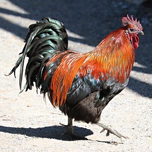 Hedemora chicken, rooster