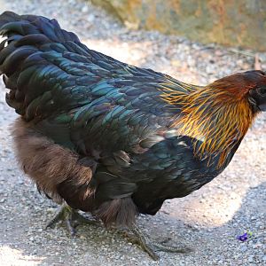Hedemora chicken, hen