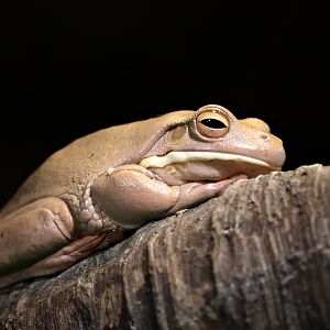White-lipped tree frog (Nyctimystes infrafrenatus)