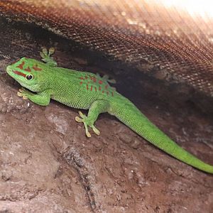 Madagascar giant day gecko (Phelsuma grandis)