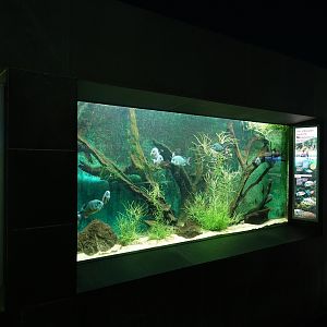 Pinstripe damba tank