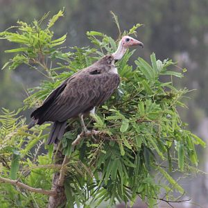 Hooded vulture