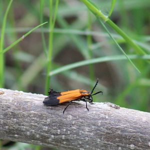 Beetle-species