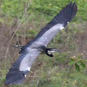 Black-headed heron