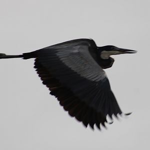 Black-headed heron