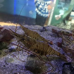 Common prawns
