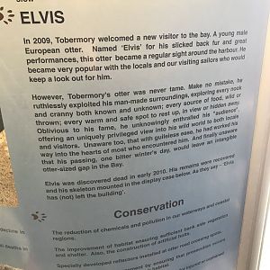 Elvis the otter signage