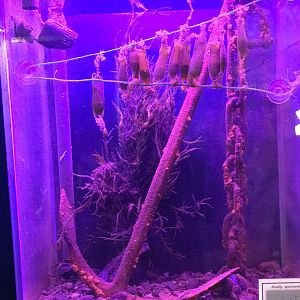 Spotted dogfish hatchery tank