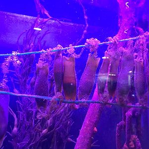 Spotted dogfish eggs