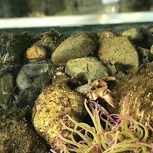 Hermit crab