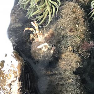 Hermit crab