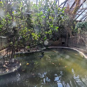 Cuban Crocodile pool
