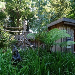 Enclosure for Goodfellows tree kangaroo (07/22)