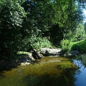 Enclosre for Sumatran tiger (07/22)