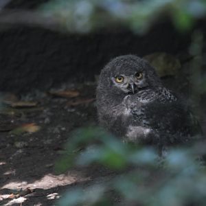 Snowy Owl (Bubo scandiacus)