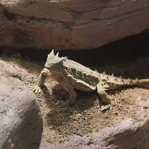 Giant Horned Lizard (Phrynosoma asio)