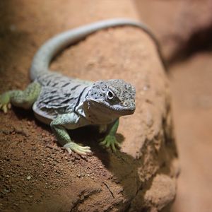 Collared lizard (Crotaphytus collaris)