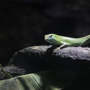 Emerald skink (Lamprolepis smaragdina)