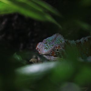 Panther chameleon (Furcifer pardalis)