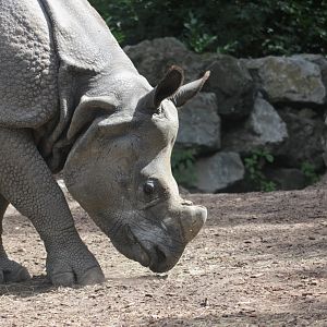 Greater One-horned rhinoceros (Rhinoceros unicornis)