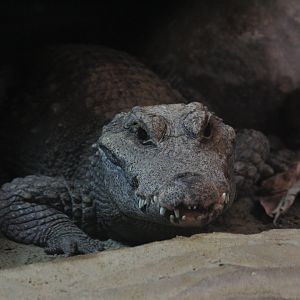 Dwarf crocodile (Osteolaemus tetraspis)