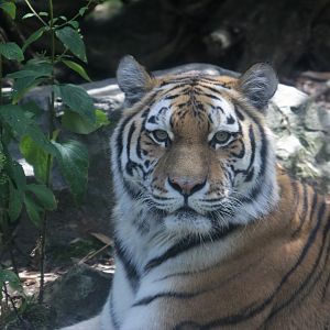 Siberian tiger (Panthera tigris altaica)