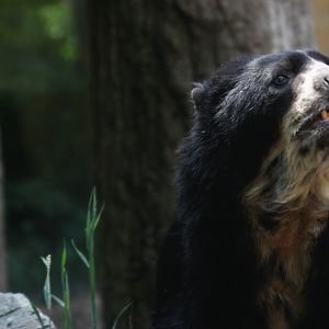 Spectacled Bear (Tremarctos ornatus)