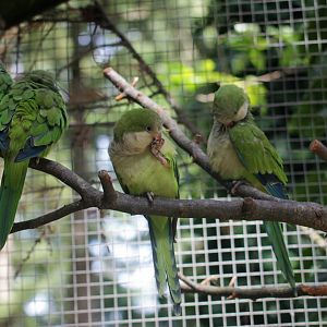 Monk parakeet (Myiopsitta monachus)