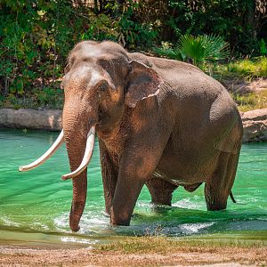 Billy the Asian Elephant