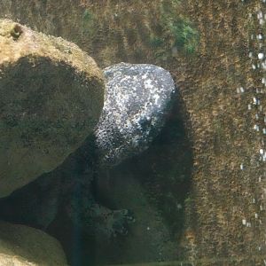 Chinese giant salamander