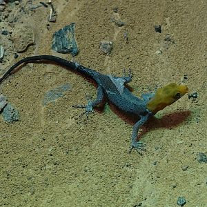 Free roaming White-throated gecko