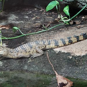 Philippine crocodile youngster