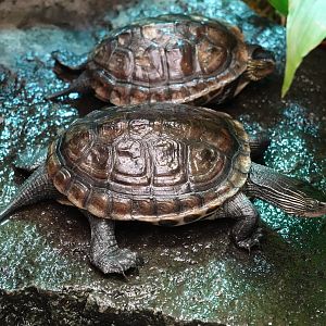 Chinese stripe-necked turtle