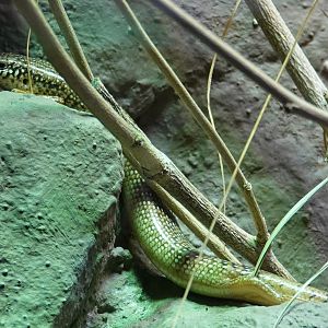 Ocellated skink