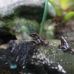 Bloody Bay poison frog