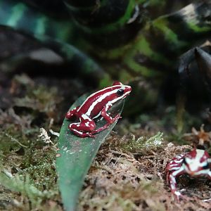 Anthonys poison-arrow frog