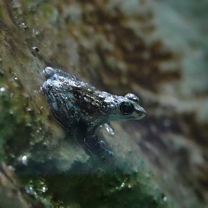 Black-spotted rock frog