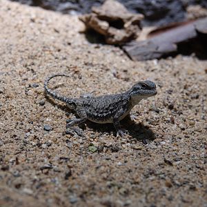 Sunwatcher toadhead agama