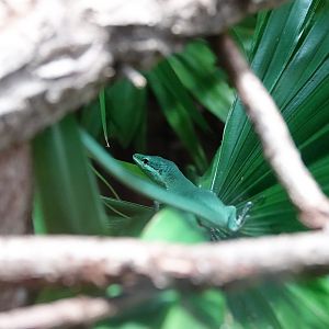 Sakishima grass lizard