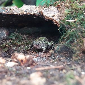 Marbled Madagascan rainfrog