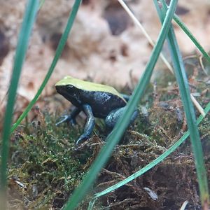 Blue-legged mantella