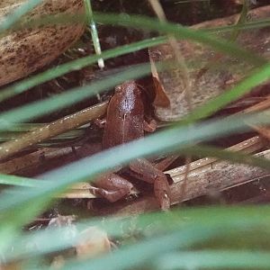 Frog ID
