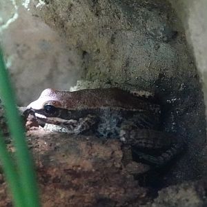 Black-striped frog