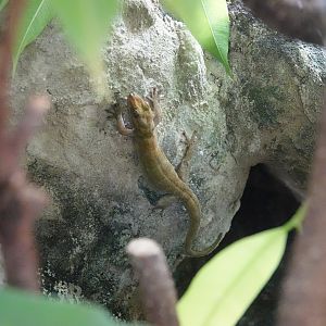 Vietnamese golden gecko