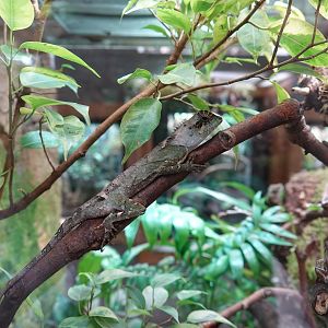 Brown horn-headed lizard