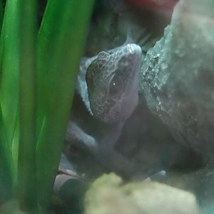 Huulien leopard gecko