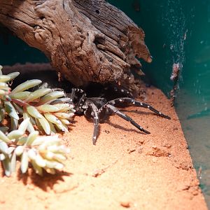 Desertas Wolf Spider