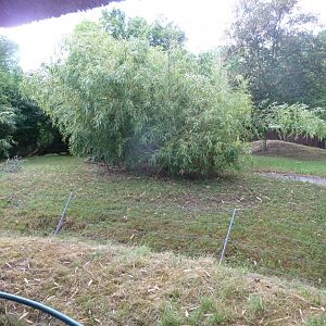 Yellow-backed duiker enclosure