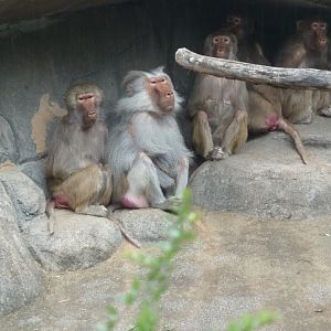 Hamadryas baboon