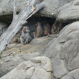 Sheltering Hamadryas baboon